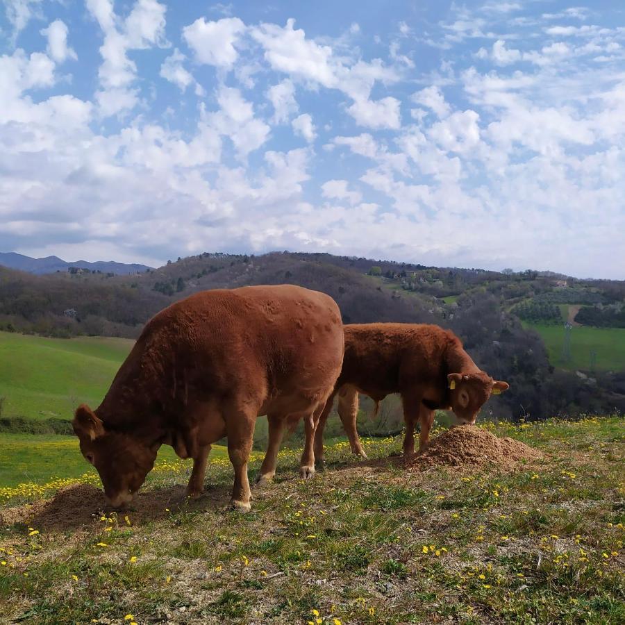 Agriturismo Corzano Barberino di Mugello Luaran gambar